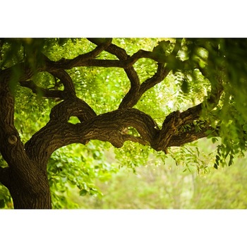 Fototapet Startonight Copac verde, luminos in intuneric, 3.66 x 2.56 m Fototapet Startonight Copac verde, luminos in intuneric, 3.66 x 2.56 m