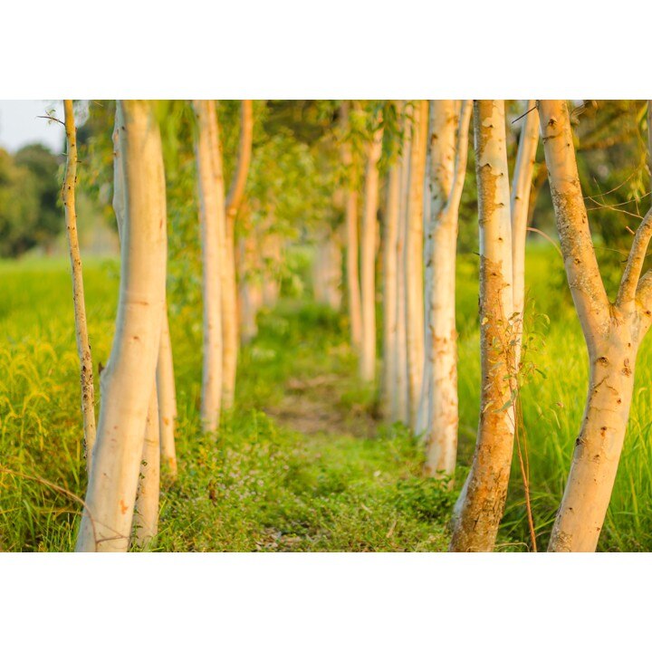 Fototapet Startonight Alee verde, luminos in intuneric, 1.83 x 1.28 m