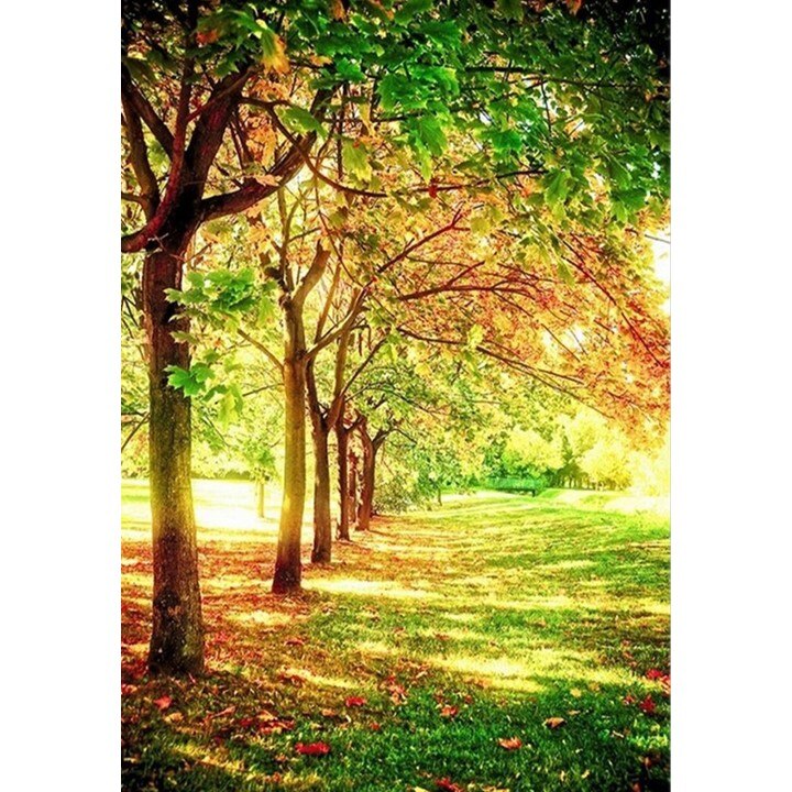 Fototapet Startonight Rand de copaci, luminos in intuneric, 1.83 x 1.28 m