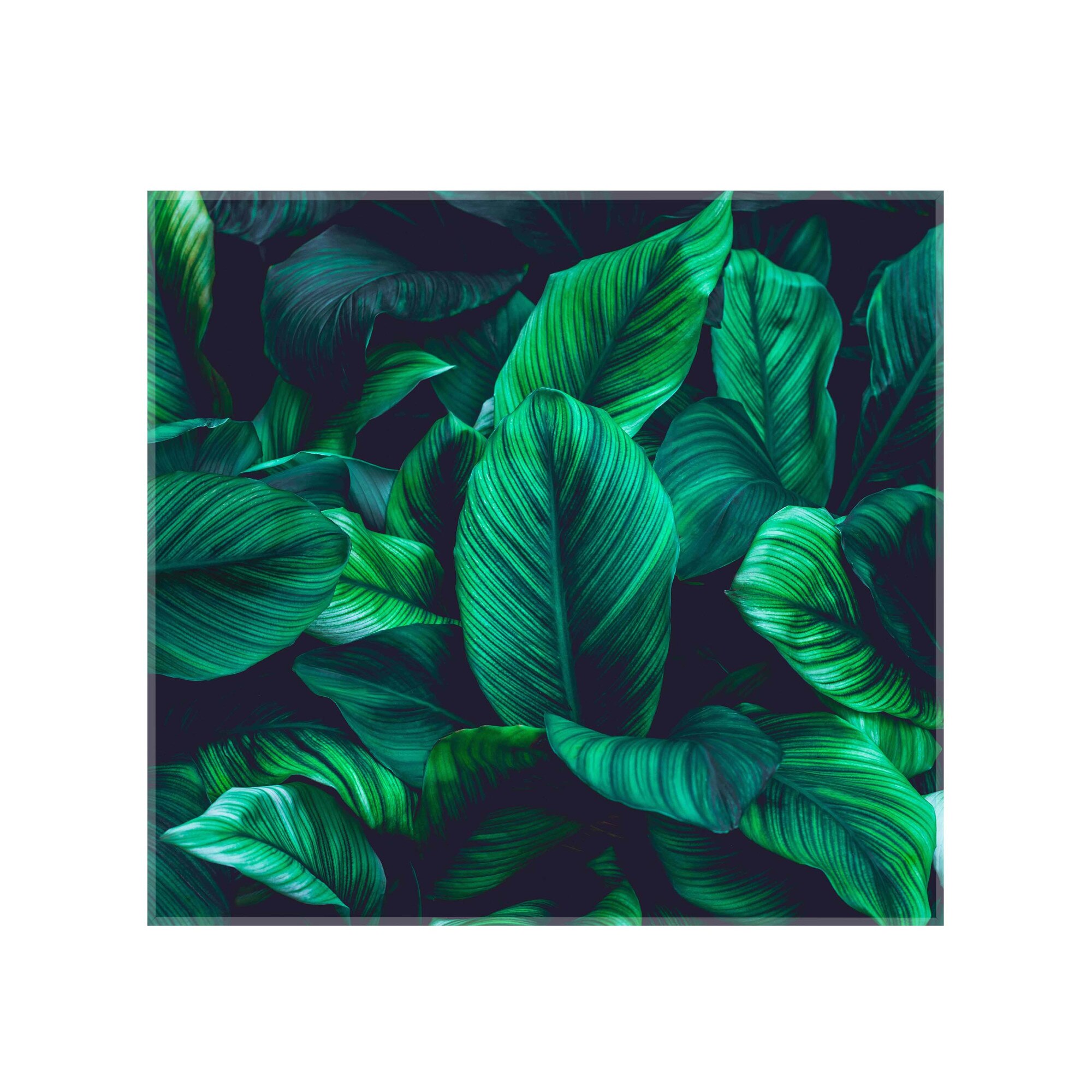 Sticla bucatarie securizata Saint Gobain Glass®, imprimata 65x60 cm, protectie antistropire pentru aragaz, Ambra Deco, Tropical