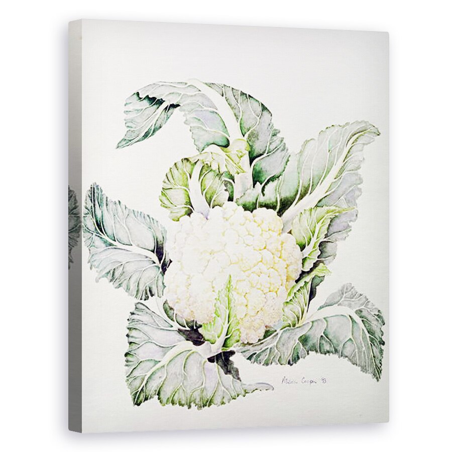 Tablou canvas - Alison Cooper - Studiu privind conopida, 80 x 100 cm