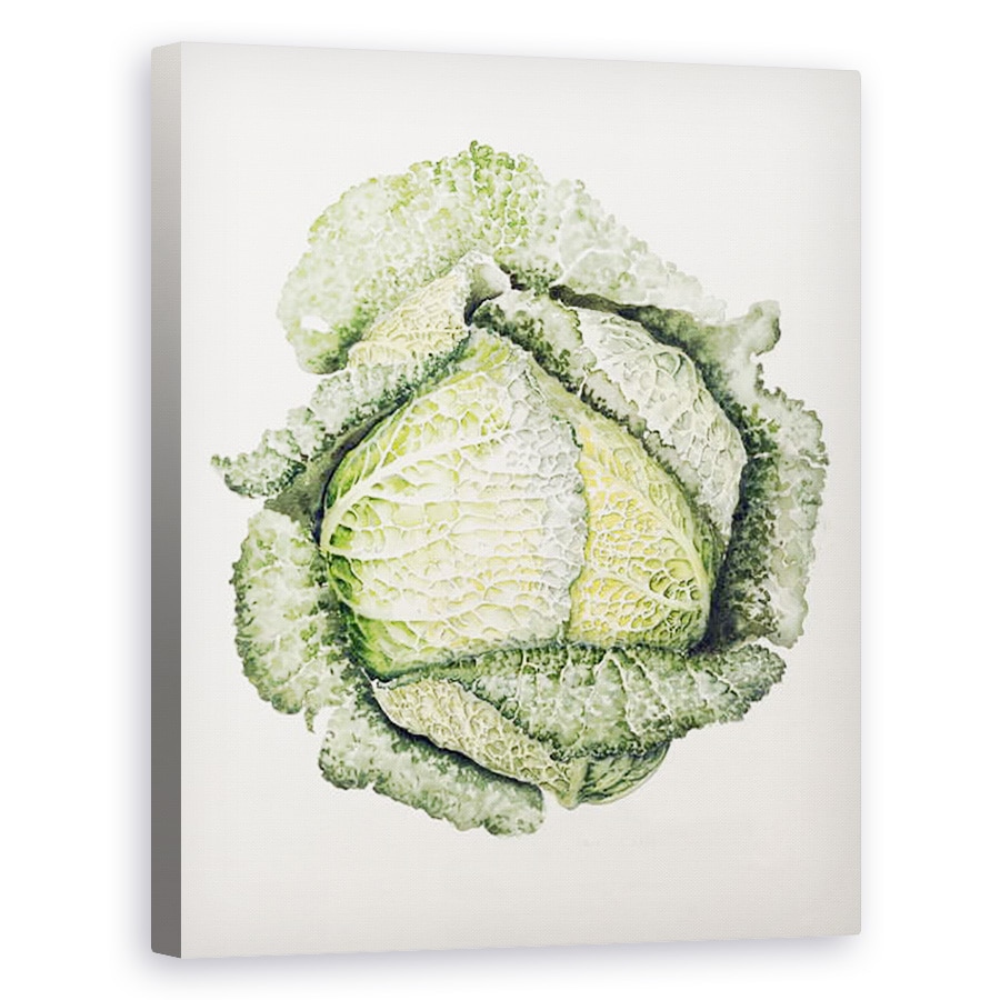 Tablou canvas - Alison Cooper - Varza Savoy, 60 x 75 cm