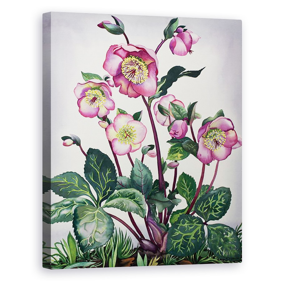 Tablou canvas - Christopher Ryland - Hellebore, 40 x 50 cm