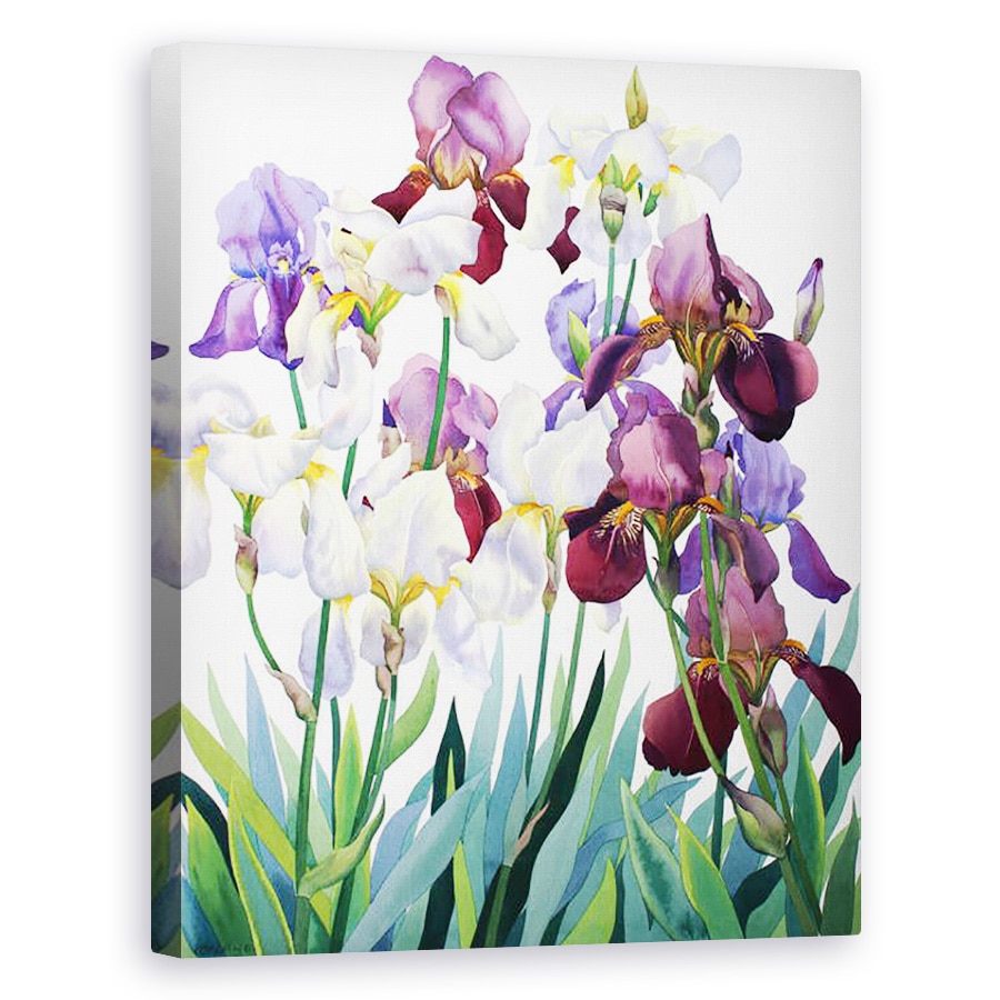 Tablou canvas - Christopher Ryland - Irisuri albe si purpurii, 60 x 75 cm