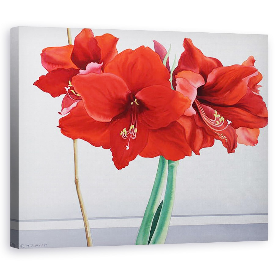 Tablou canvas - Christopher Ryland - Amaryllis rosu, 40 x 50 cm