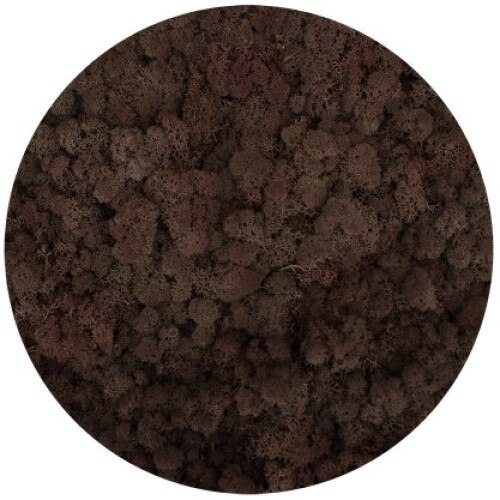 Licheni stabilizati, Brown, cutie 500 g, Reindeer Moss, The Tulip and The Rose Shop