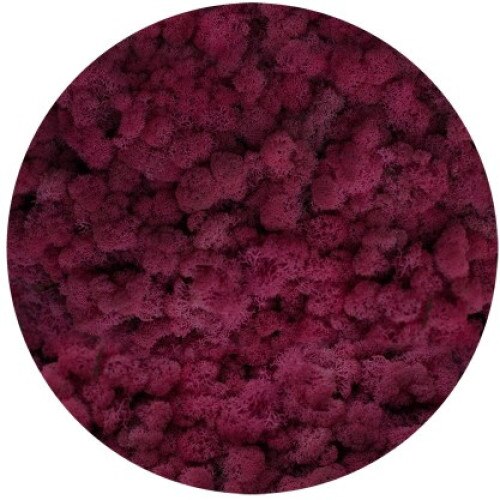 Licheni stabilizati, Cyclamen, 500 g, Reindeer Moss, The Tulip and The Rose Shop