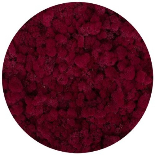 Licheni stabilizati, Carmin Red, 500 g, Reindeer Moss, The Tulip and The Rose Shop