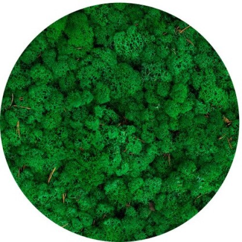Licheni stabilizati, Grass Green, 500 g, Reindeer Moss, The Tulip and The Rose Shop