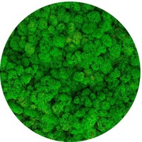 licheni stabilizati grass green light 500 g reindeer moss the tulip and the rose shop imagen 31_0_
0