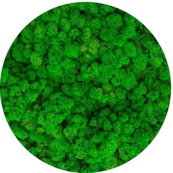 Licheni stabilizati, Grass Green Light, 500 g, Reindeer Moss, The Tulip and The Rose Shop Licheni stabilizati, Grass Green Light, 500 g, Reindeer Moss, The Tulip and The Rose Shop