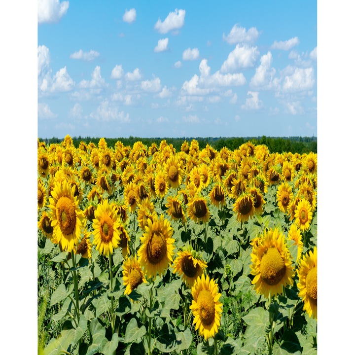 Natura96 tapéta, 150 x 205 cm