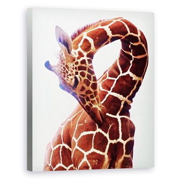 Tablou canvas - Eric Meyer - Giraffe, Sarara, 60 x 75 cm Tablou canvas - Eric Meyer - Giraffe, Sarara, 60 x 75 cm