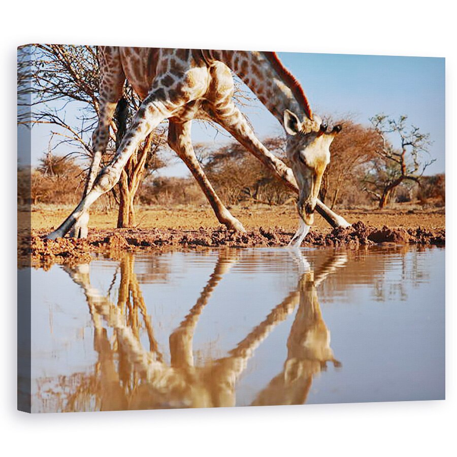 Tablou canvas - Eric Meyer - Narcis girafa de baut, 60 x 75 cm