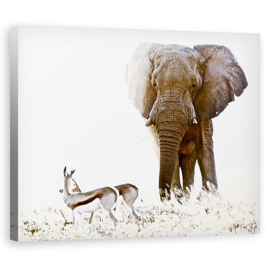 Tablou canvas - Eric Meyer - Bull elefant si Springbok, Etosha, 40 x 50 cm