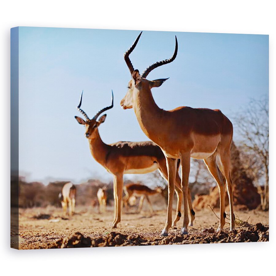 Tablou canvas - Eric Meyer - dolari Impala, 2019, 40 x 50 cm