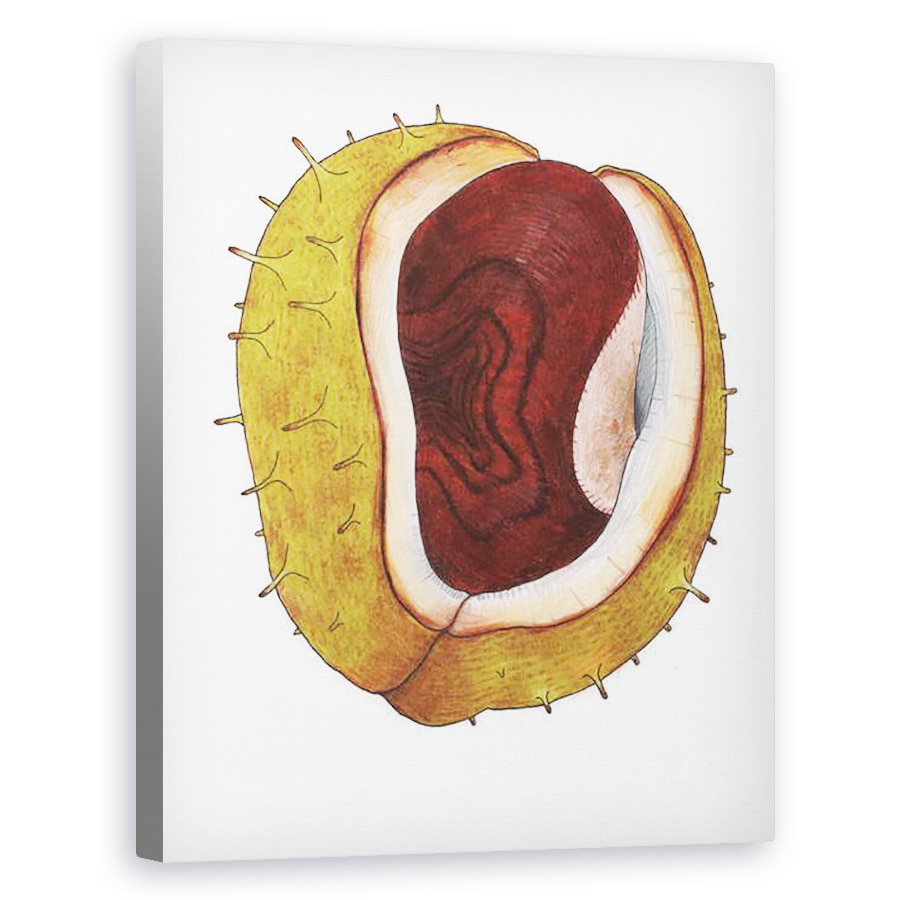 Tablou canvas - Faisal Khouja - Conker, 2013, 60 x 75 cm