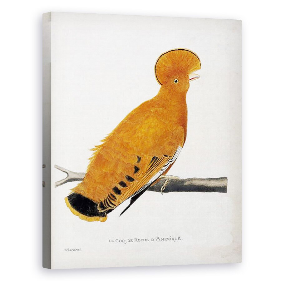 Tablou canvas - Francois Nicolas Martinet - Graficul zoologic ornitologie - Rooster american, 80 x 100 cm
