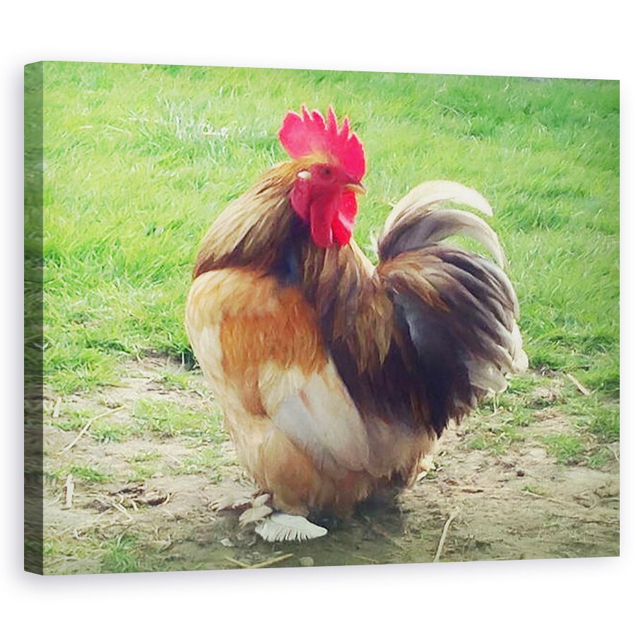 Tablou canvas - Helen White - Cockerel mandru, 2018, 40 x 50 cm