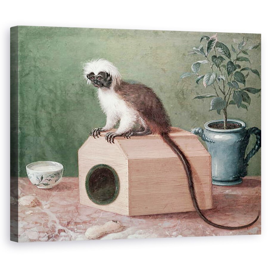 Tablou canvas - Gustavus Hesselius - Maimuta preferata a lui Carl Linnaeus 1707-78, 40 x 50 cm