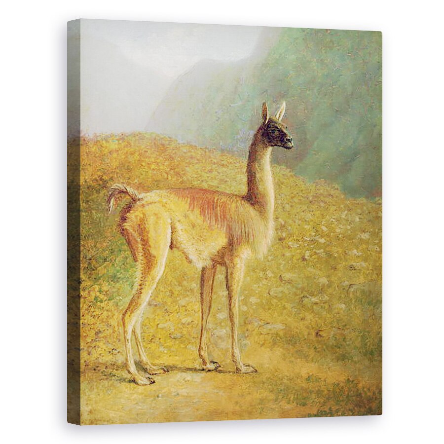 Tablou canvas - Jacques-Laurent Agasse - Guanaco, 80 x 100 cm