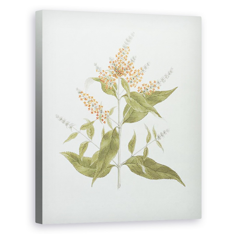 Tablou canvas - James Bruce - Umbar Buddleia polystachya, 80 x 100 cm