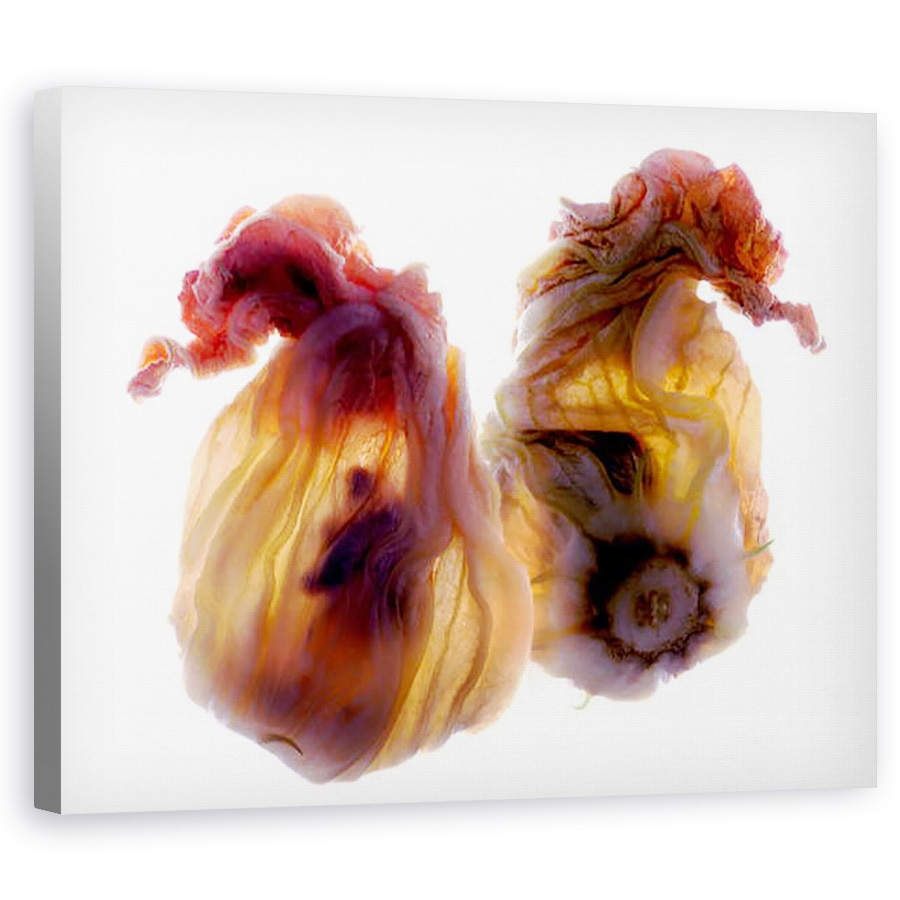 Tablou canvas - Julia McLemore - Duo Zucchini Blossom, 2009, 60 x 75 cm