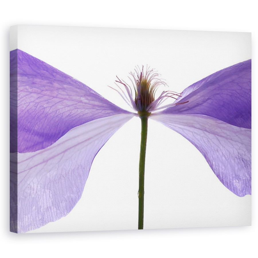 Tablou canvas - Julia McLemore - Clematis Float, 2009, 60 x 75 cm