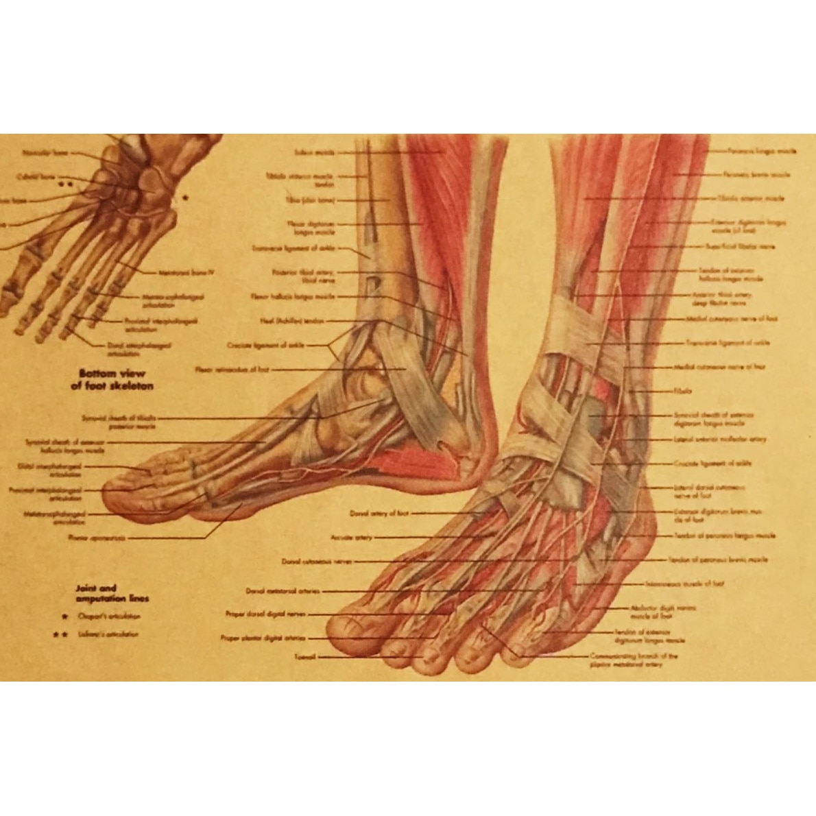 Desenarea corpurilor -- anatomie artistică și desenarea piciorului | Tanger