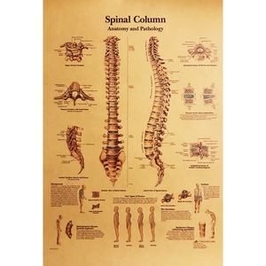 Poster A3 Coloana Vertebrala In Limba Engleza Hartie Retro 42 X 30 Cm Emag Ro