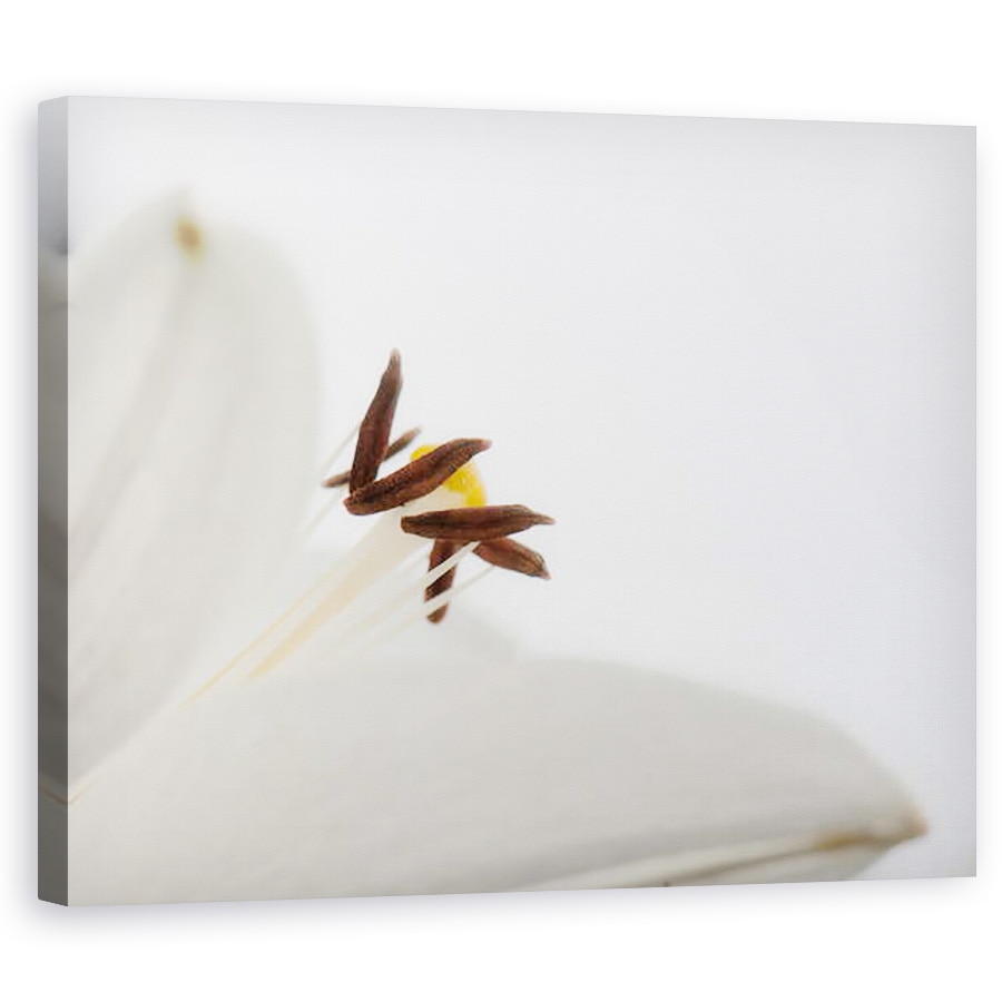 Tablou canvas - Ant Smith - Floare alba delicata, 2020, 60 x 75 cm