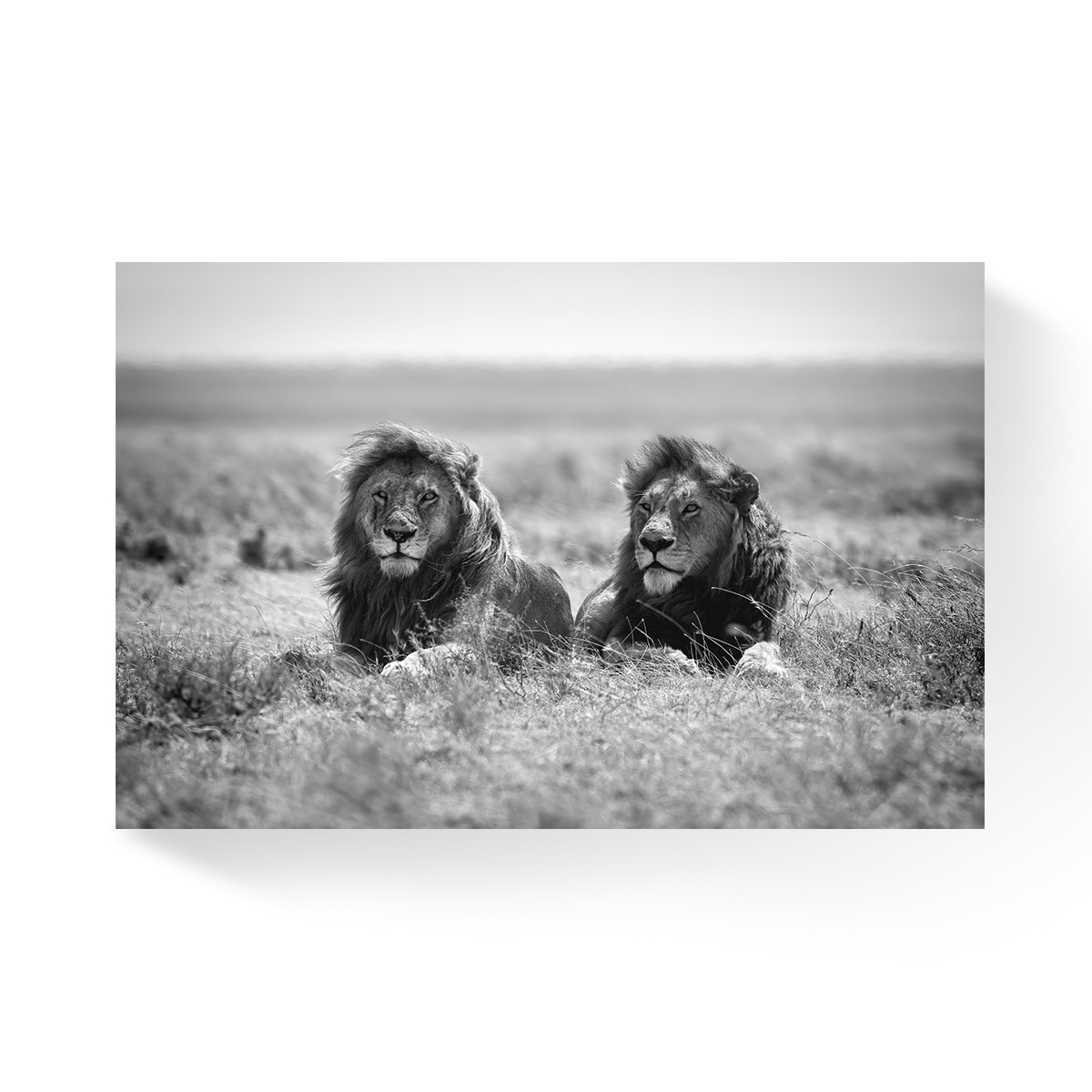 Tablou Canvas - Leu, Rege, Animal, Africa, Alb/Negru, 80 x 120 cm