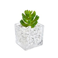 planta artificiala suculenta in ghiveci sticla decorat cu piatra alba 5 cm x 5 cm x 10 h imagen 57_0_
0