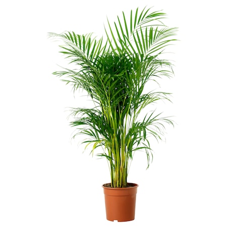 Palmier Areca H115cm Emag Ro