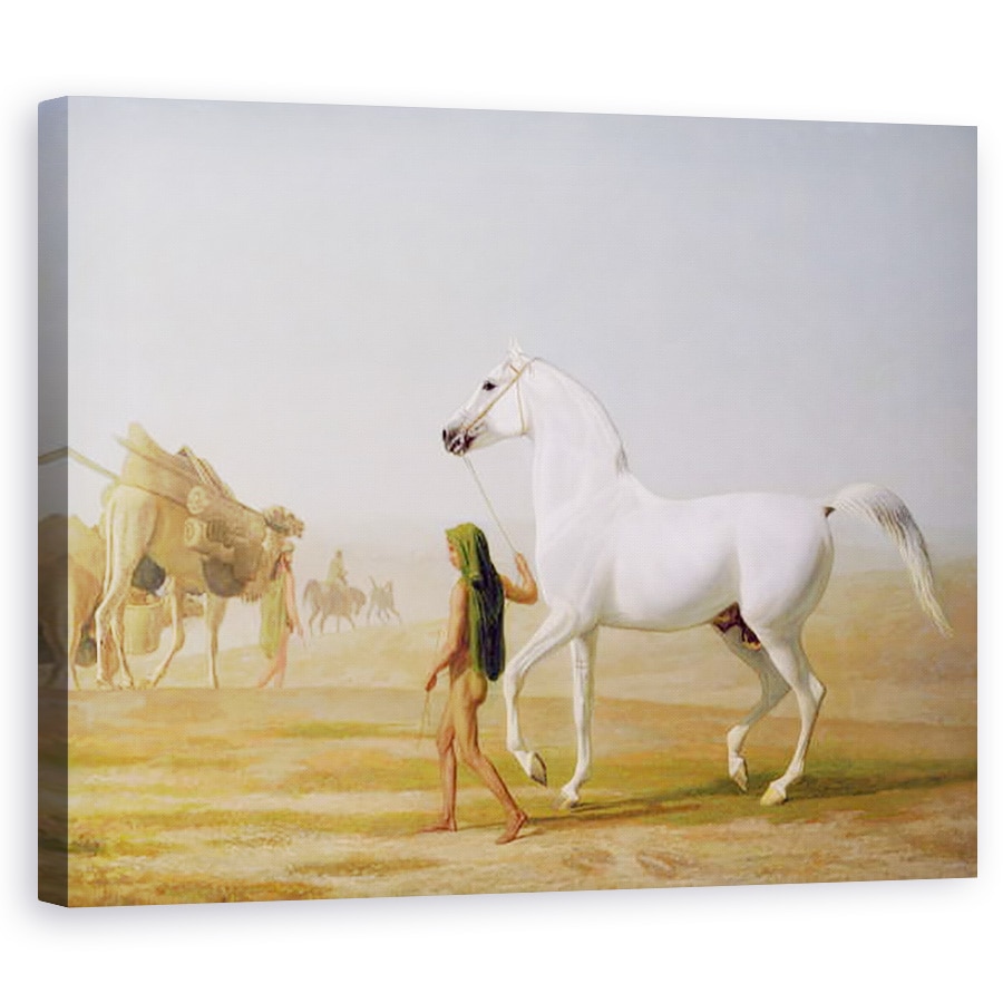 Tablou canvas - George Stubbs - Cal frumos, 40 x 50 cm