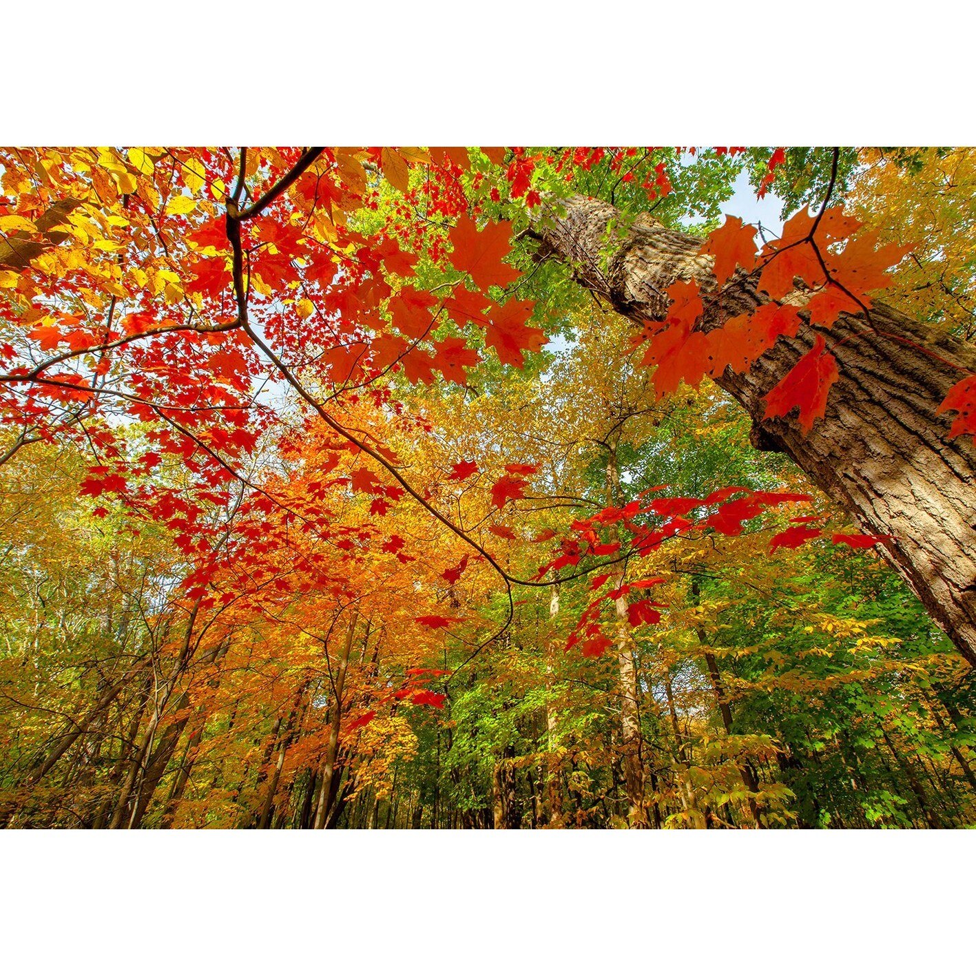 Fototapet Startonight Frunze rosii, luminos in intuneric, 1.83 x 1.28 m