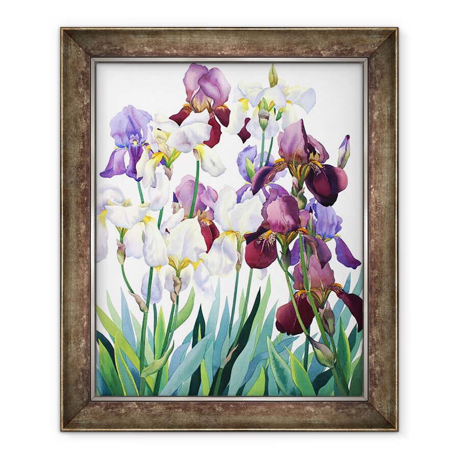 Tablou inramat - Christopher Ryland - Irisuri albe si purpurii, 50 x 60 cm