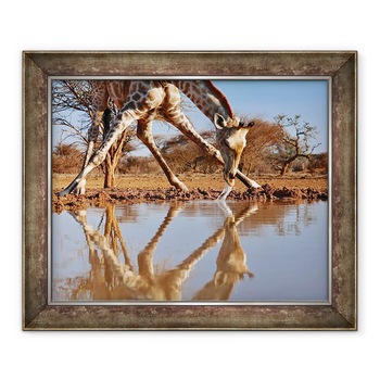 Tablou inramat - Eric Meyer - Narcis girafa de baut, 50 x 60 cm Tablou inramat - Eric Meyer - Narcis girafa de baut, 50 x 60 cm