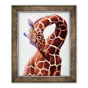 Tablou inramat - Eric Meyer - Giraffe, Sarara, 50 x 60 cm Tablou inramat - Eric Meyer - Giraffe, Sarara, 50 x 60 cm