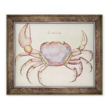Tablou inramat - John White - Teren crab, 70 x 85 cm Tablou inramat - John White - Teren crab, 70 x 85 cm
