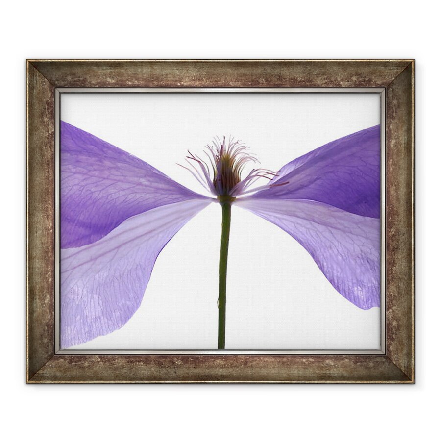 Tablou inramat - Julia McLemore - Clematis Float, 2009, 70 x 85 cm