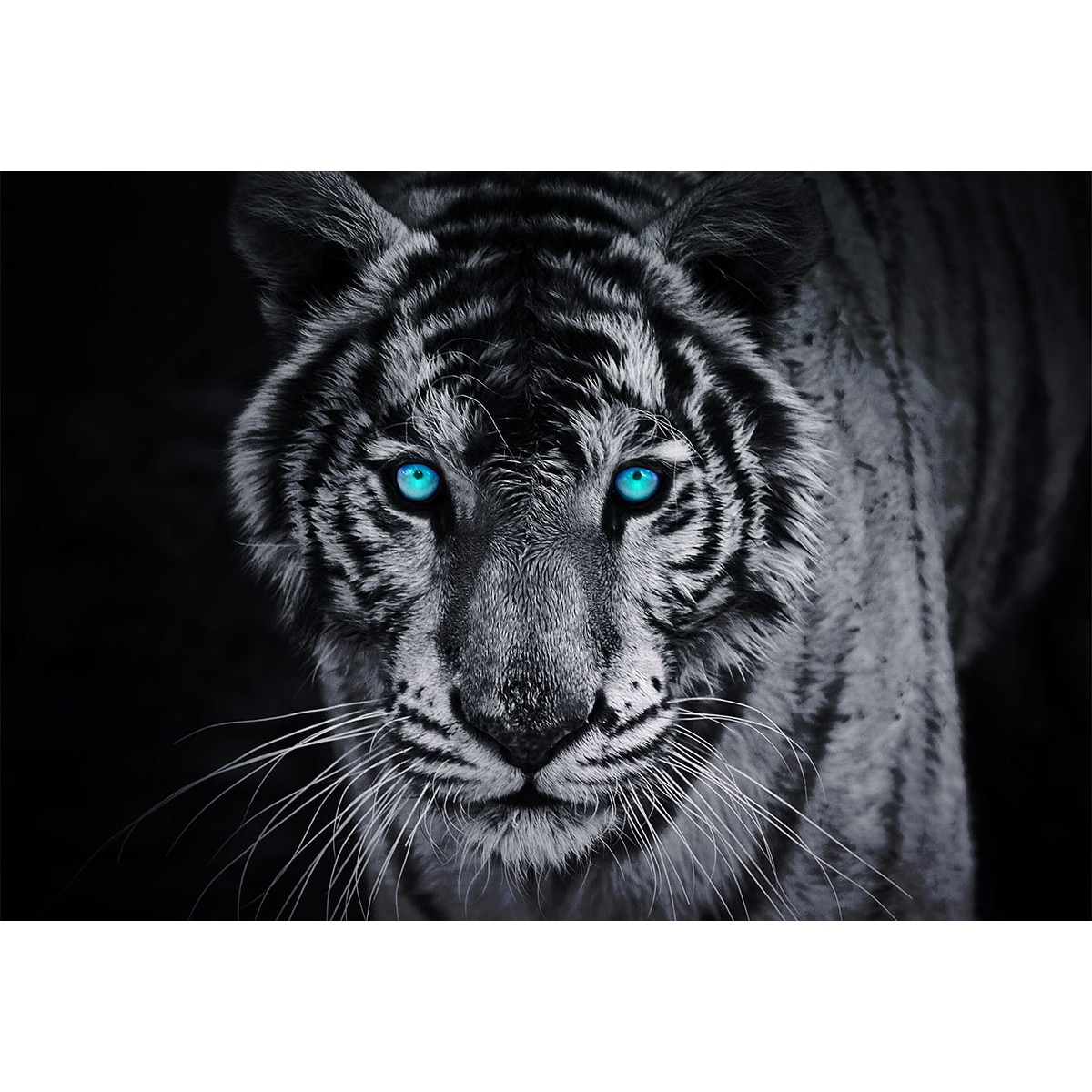 Fototapet consalnet cu Tigru 153P4 marime 254cm x 184cm