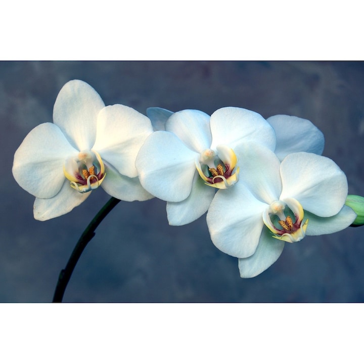 Tablou DualView Startonight Daydream Orhidee, luminos in intuneric, 60 x 90 cm