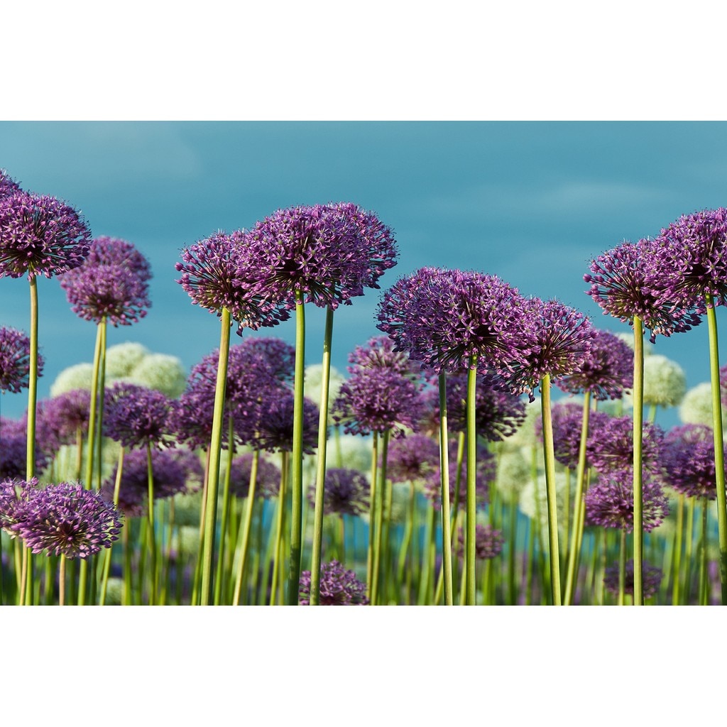 Tablou DualView Startonight Daydream Camp Violet, luminos in intuneric, 60 x 90 cm