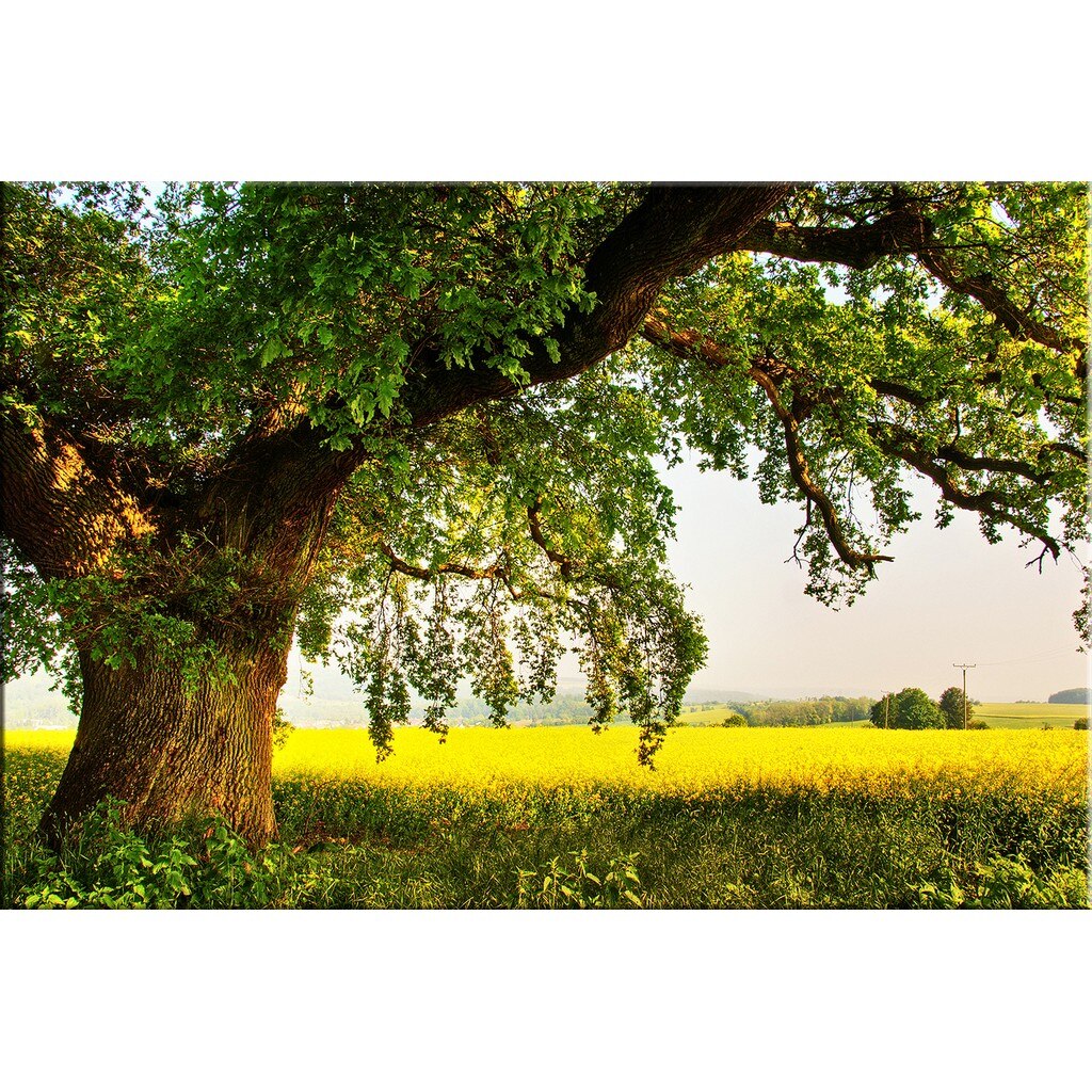 Tablou DualView Startonight Copac Batran pe o Pajiste Tanara, luminos in intuneric, 60 x 90 cm