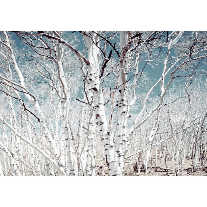 Fototapet Padure de mesteacan, 300 x 250 cm