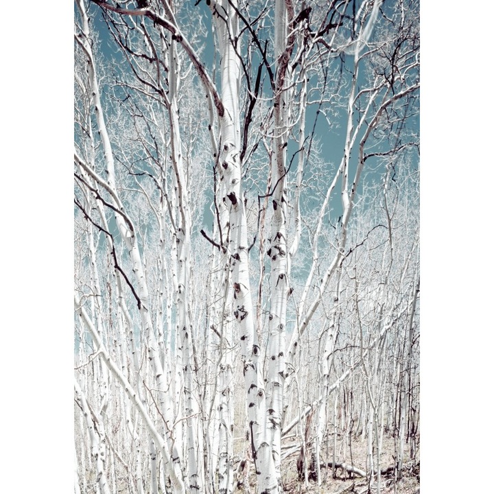 Fototapet de perete autoadeziv si lavabil Padure de mesteacan, 135 x 225 cm