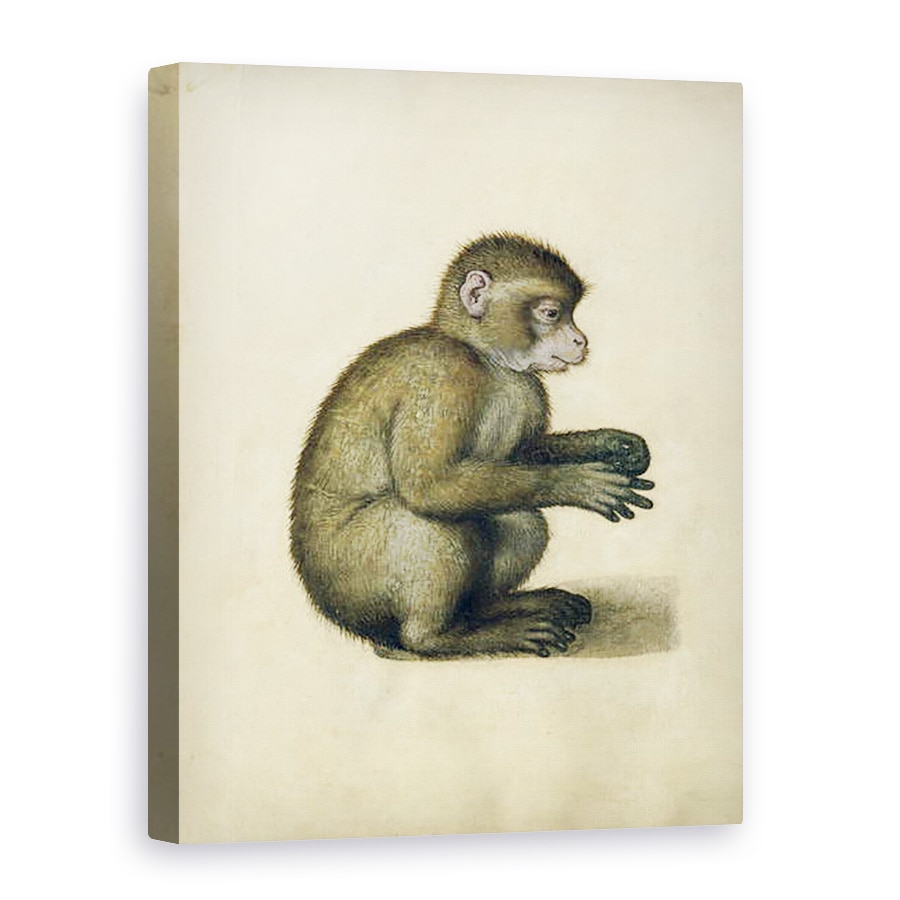 Tablou canvas - Albrecht Durer - O maimuta, 75 x 100 cm