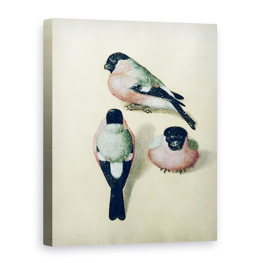 Tablou canvas - Albrecht Durer - Trei studii ale unui bullfinch, 75 x 100 cm