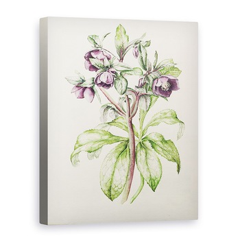 Tablou canvas - Alison Cooper - Helleborus Orientalis de Helen Ballard, 75 x 100 cm Tablou canvas - Alison Cooper - Helleborus Orientalis de Helen Ballard, 75 x 100 cm
